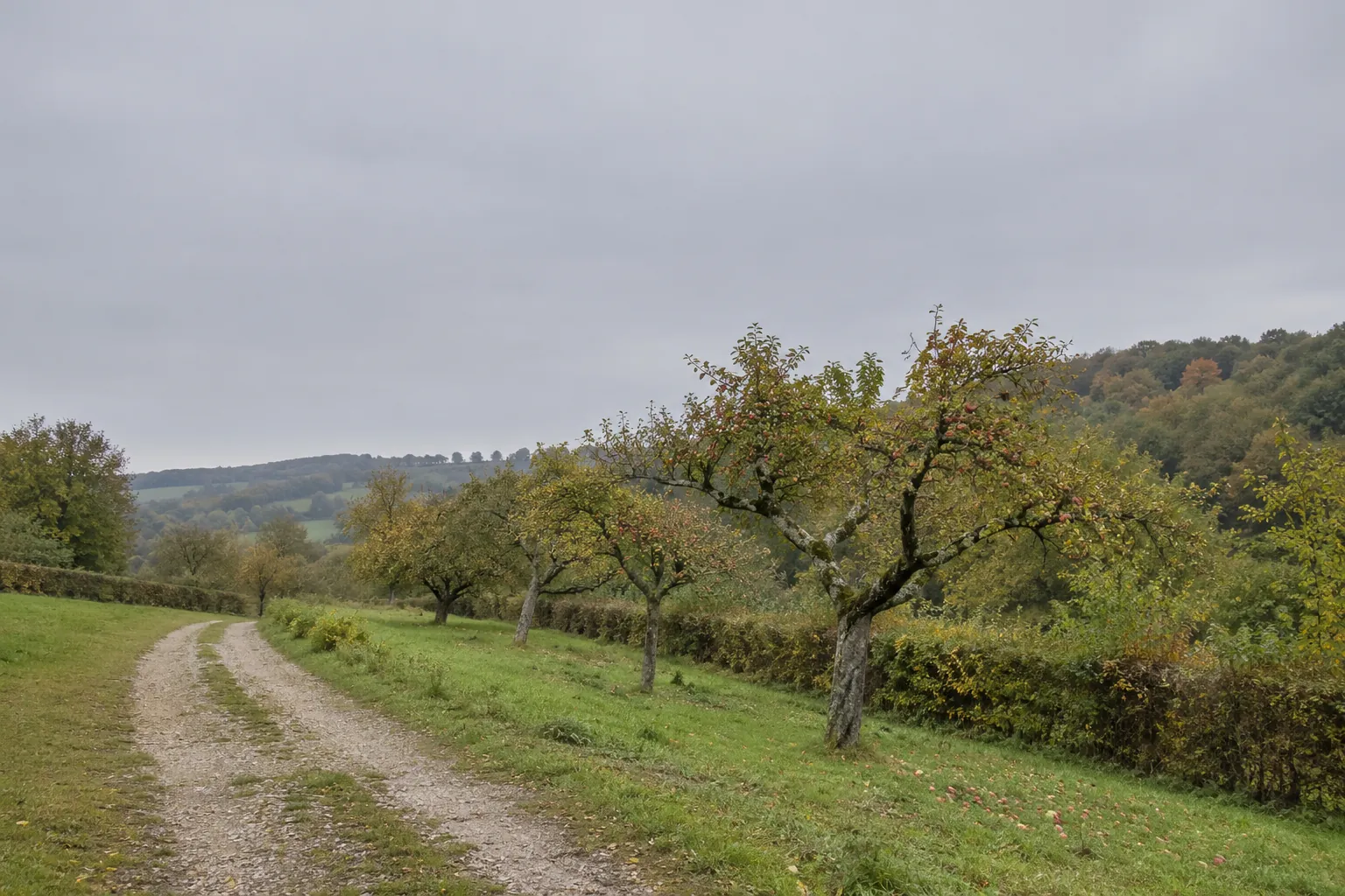 Een graspad tussen oude hoogstamfruitbomen in een boomgaard, met heuvels in de verte.