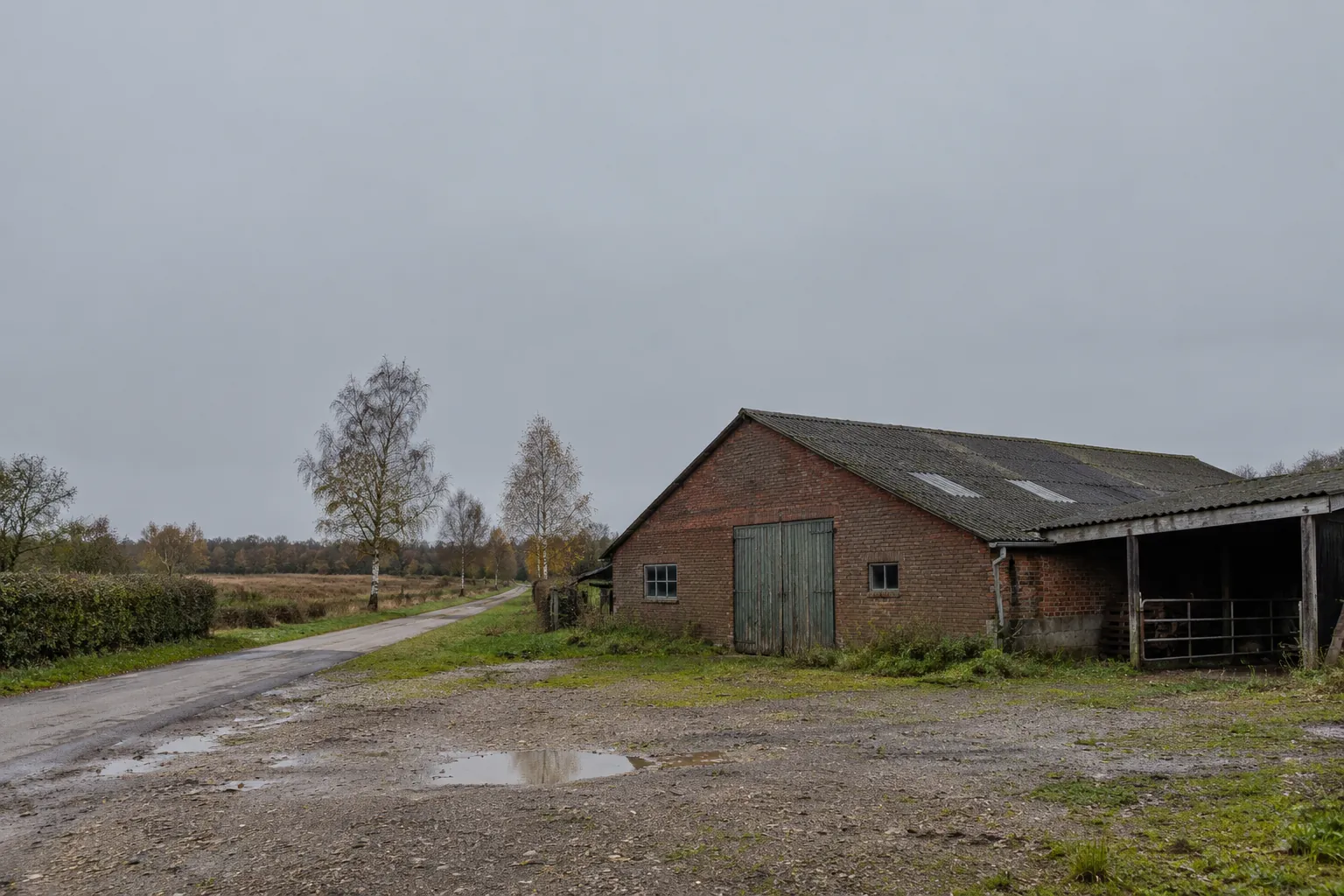 Een oude bakstenen schuur langs een onverhard pad met plassen, met berken en heide erachter.