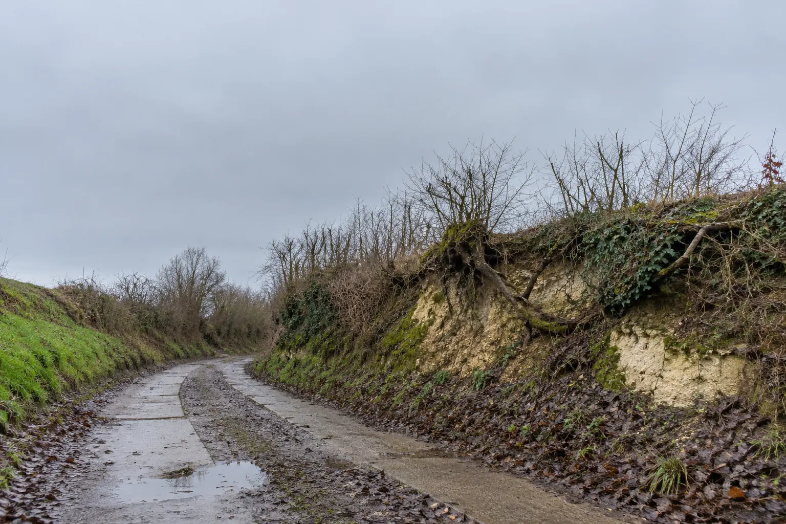Een holle weg met een betonpad tussen steile wanden van mergel en löss met boomwortels en klimop.