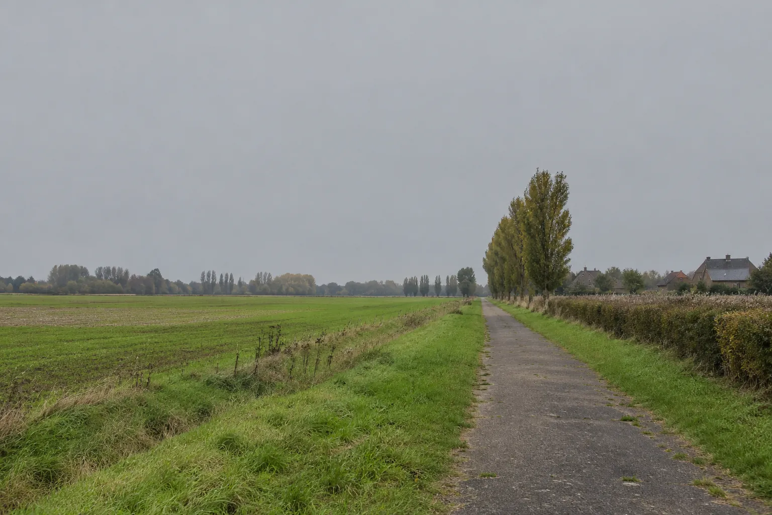 Een recht fietspad langs een rij populieren en een vlak akkerland onder een grijze lucht.
