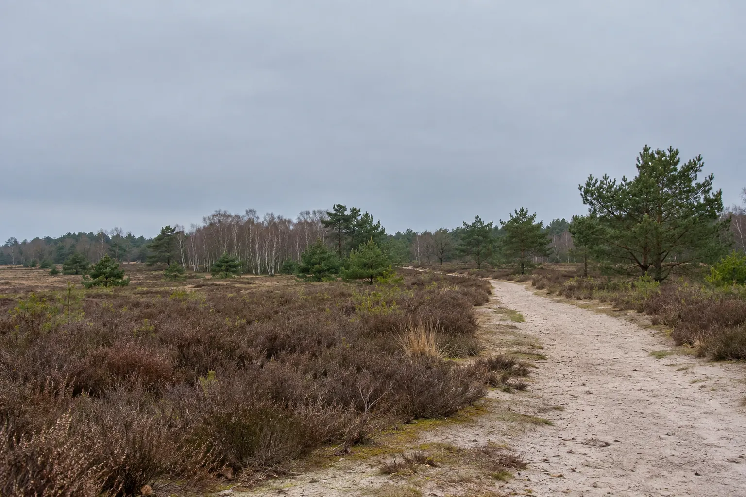 Een zandig fietspad door de heide met grove dennen en berken onder een grijze lucht.